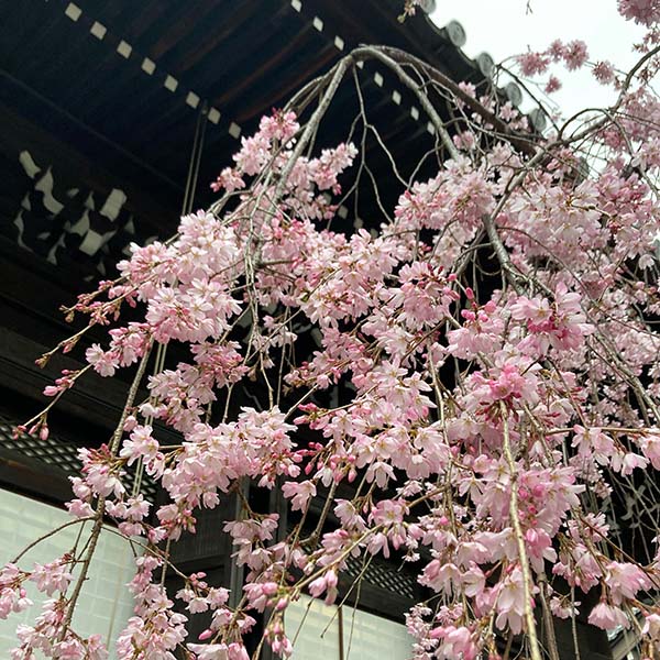 平等寺