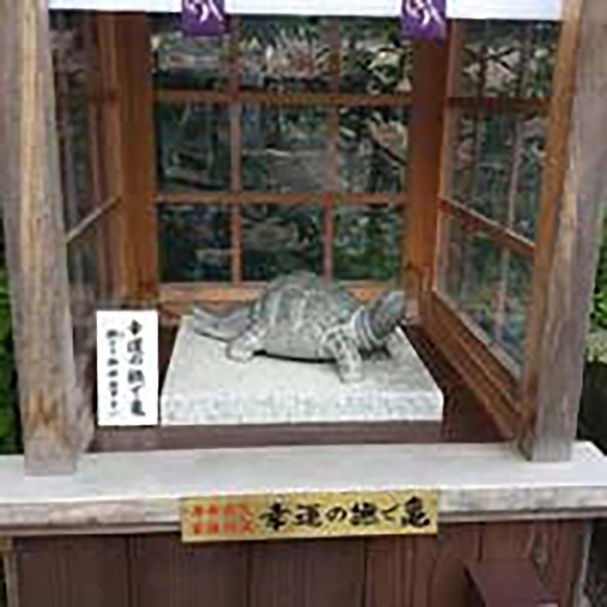 松尾大社(まつおたいしゃ)の亀さん