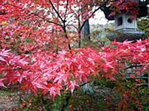 雨の紅葉