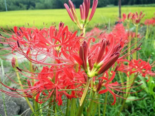 秋の花