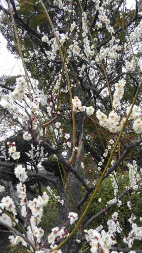 京都御苑の白梅