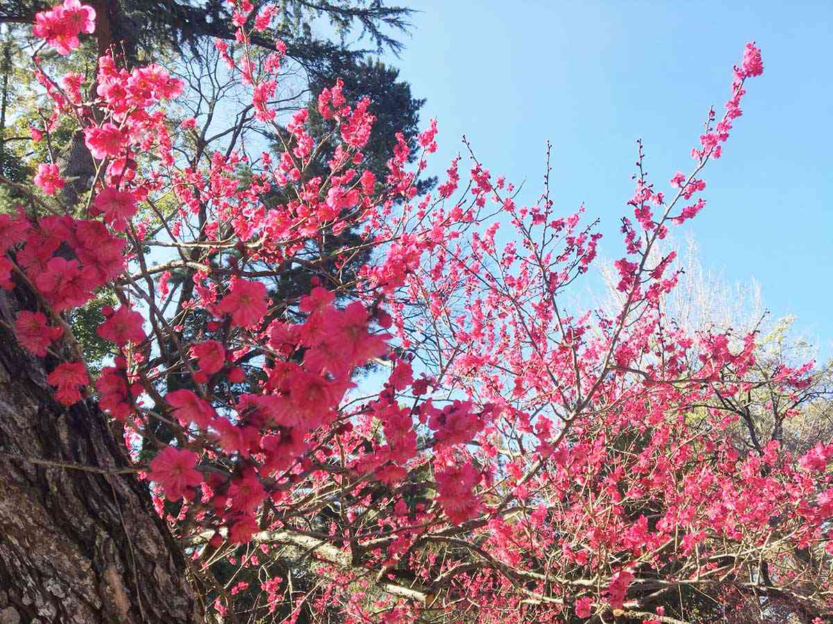 北野天満宮の梅