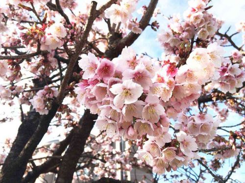 桃山駅の桜