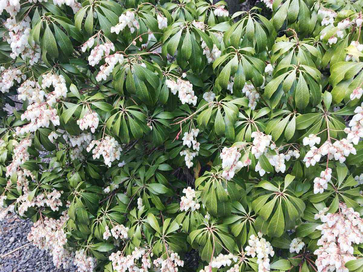 馬酔木 アセビ の花が咲いていました 京都着物レンタル夢館