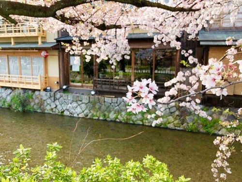 祇園白川の桜