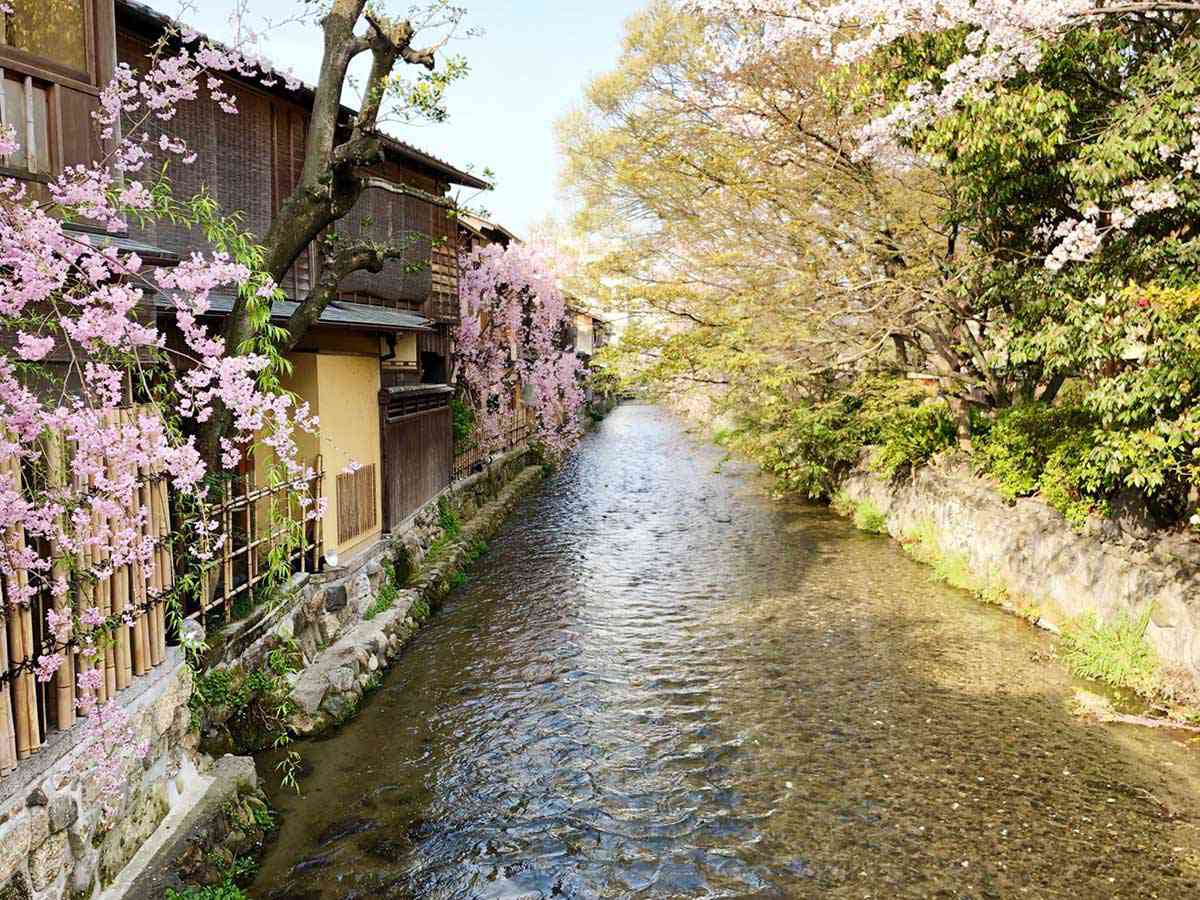 祇園白川の桜