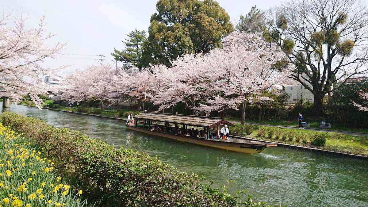 桜と十石舟