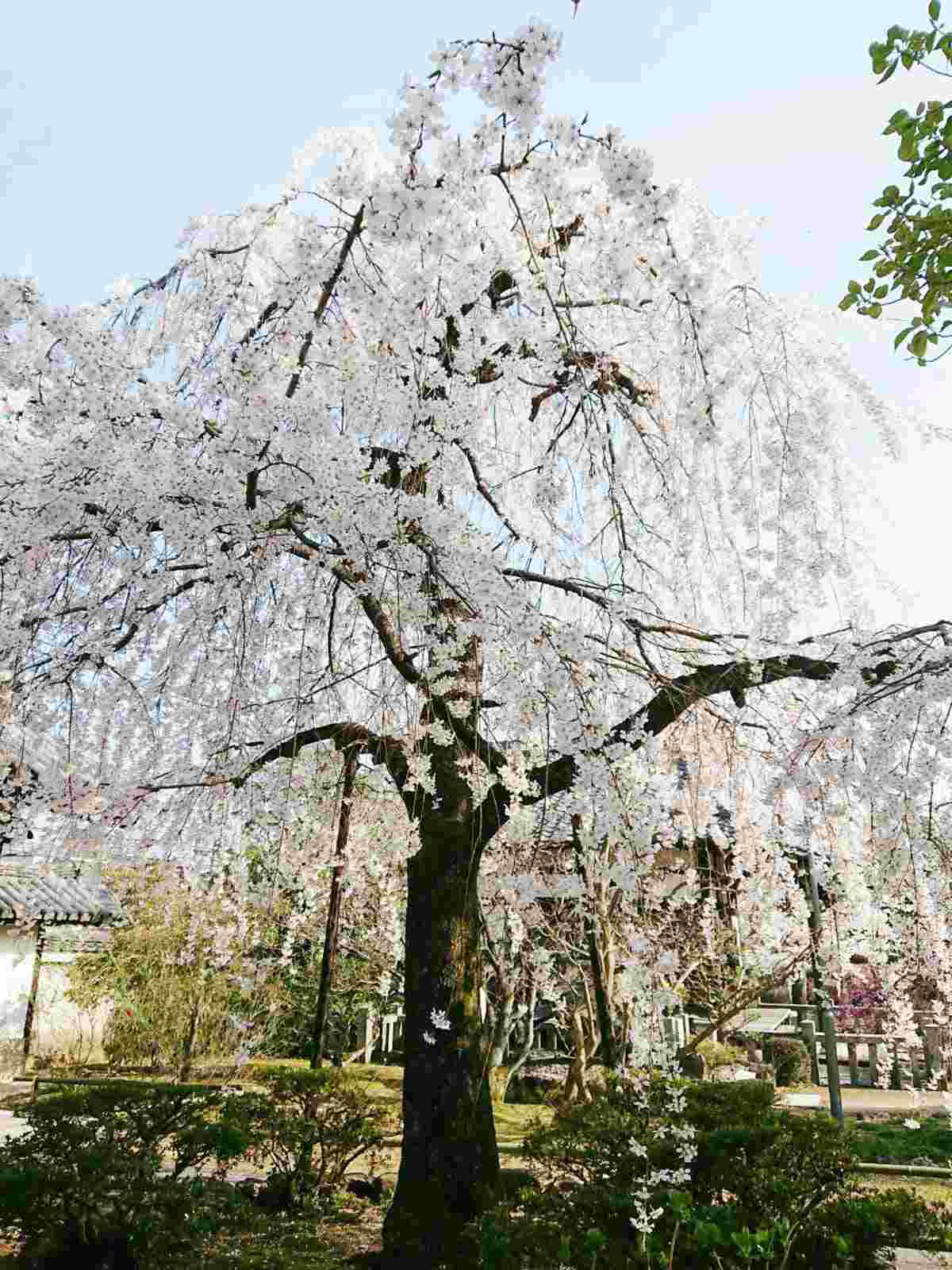 上品蓮台寺の枝垂れ桜