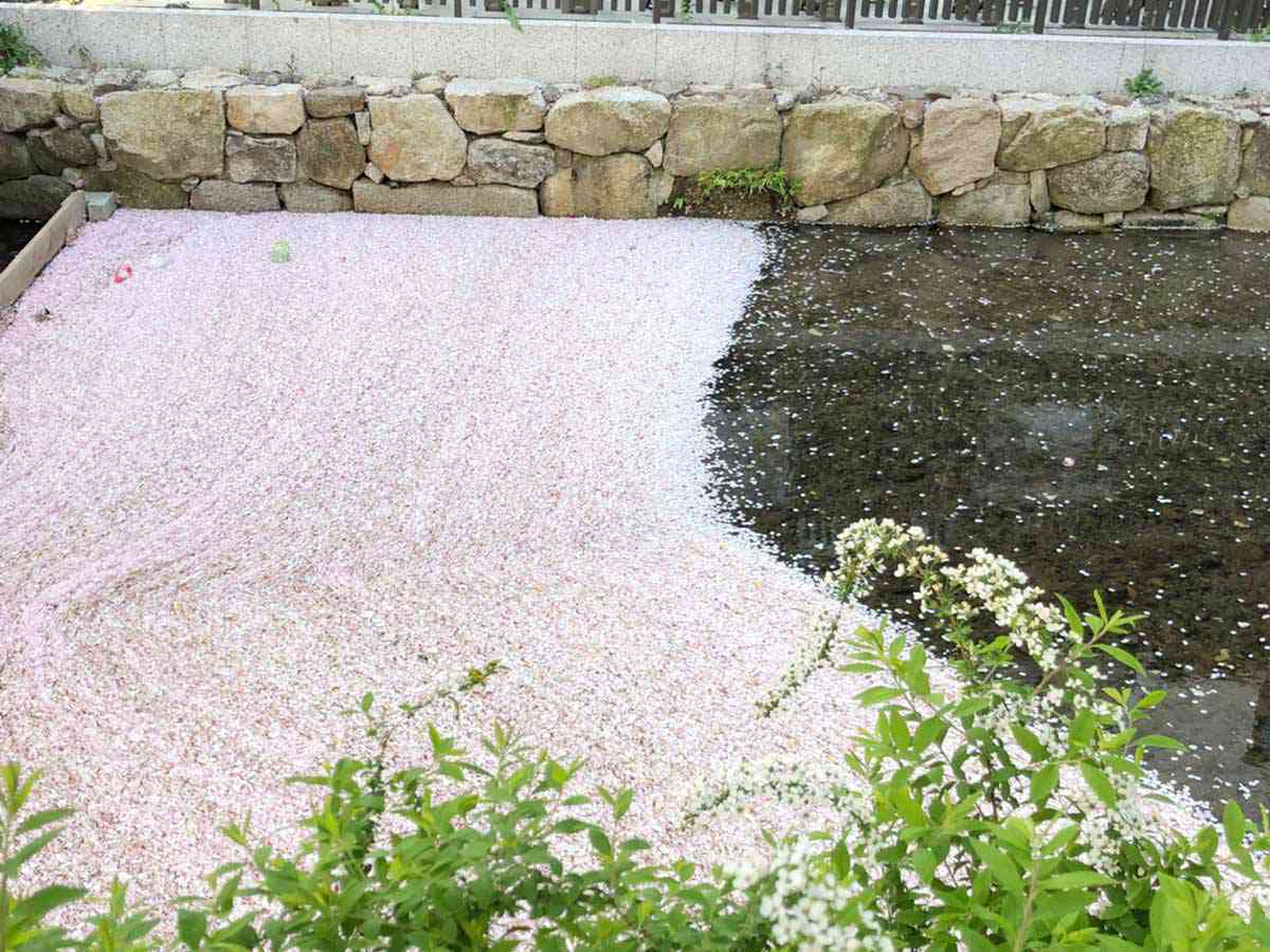 高瀬川の花筏