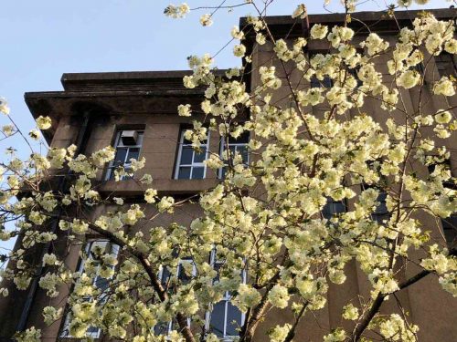 立誠小学校の鬱金の桜