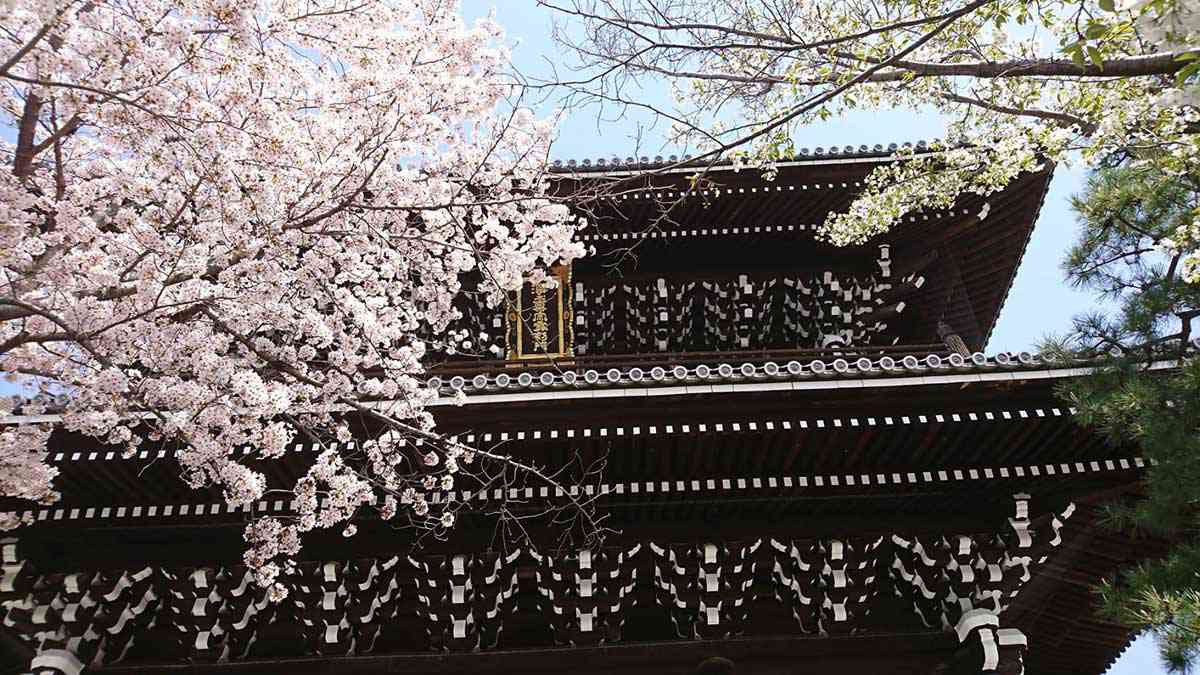 金戒光明寺の山門と桜