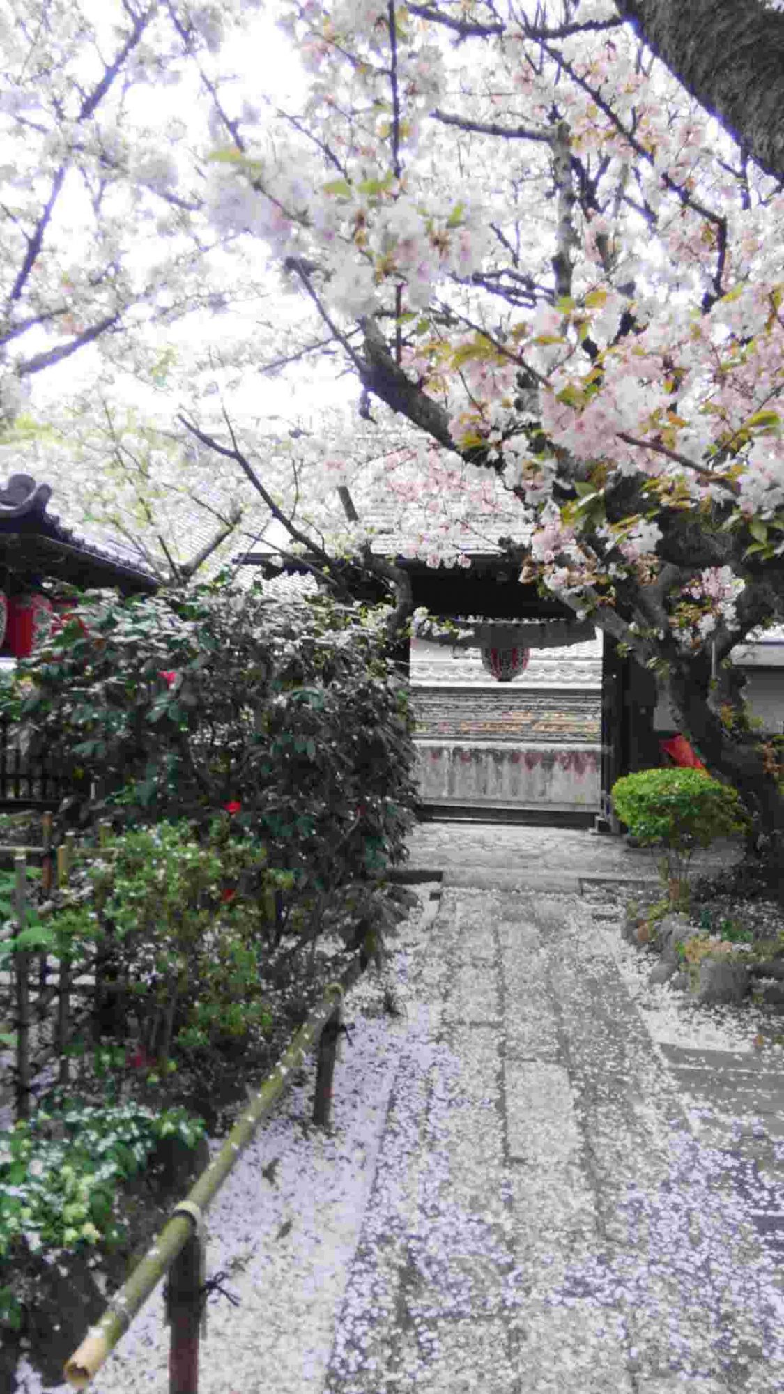 西陣の聖天の桜