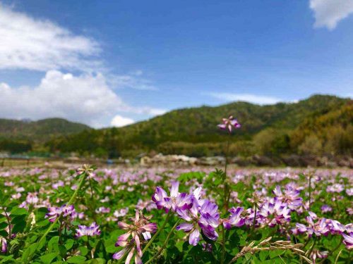 北嵯峨のレンゲ畑