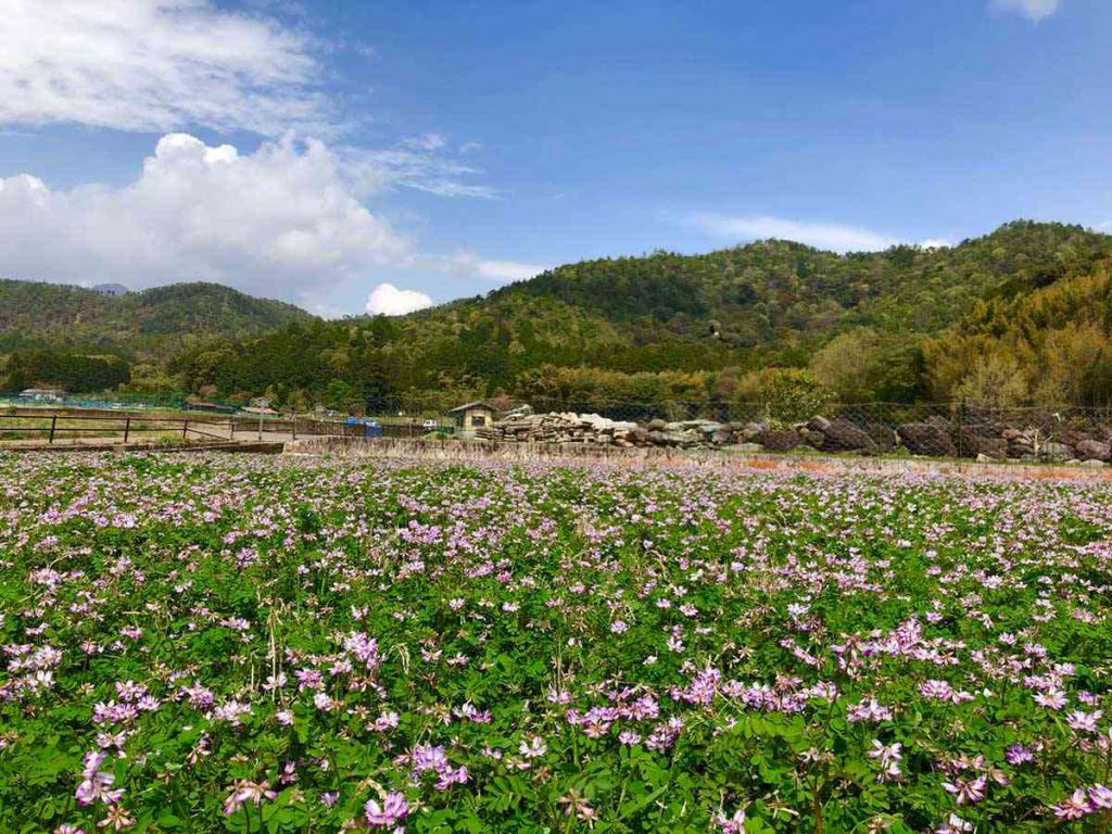 北嵯峨のレンゲ畑