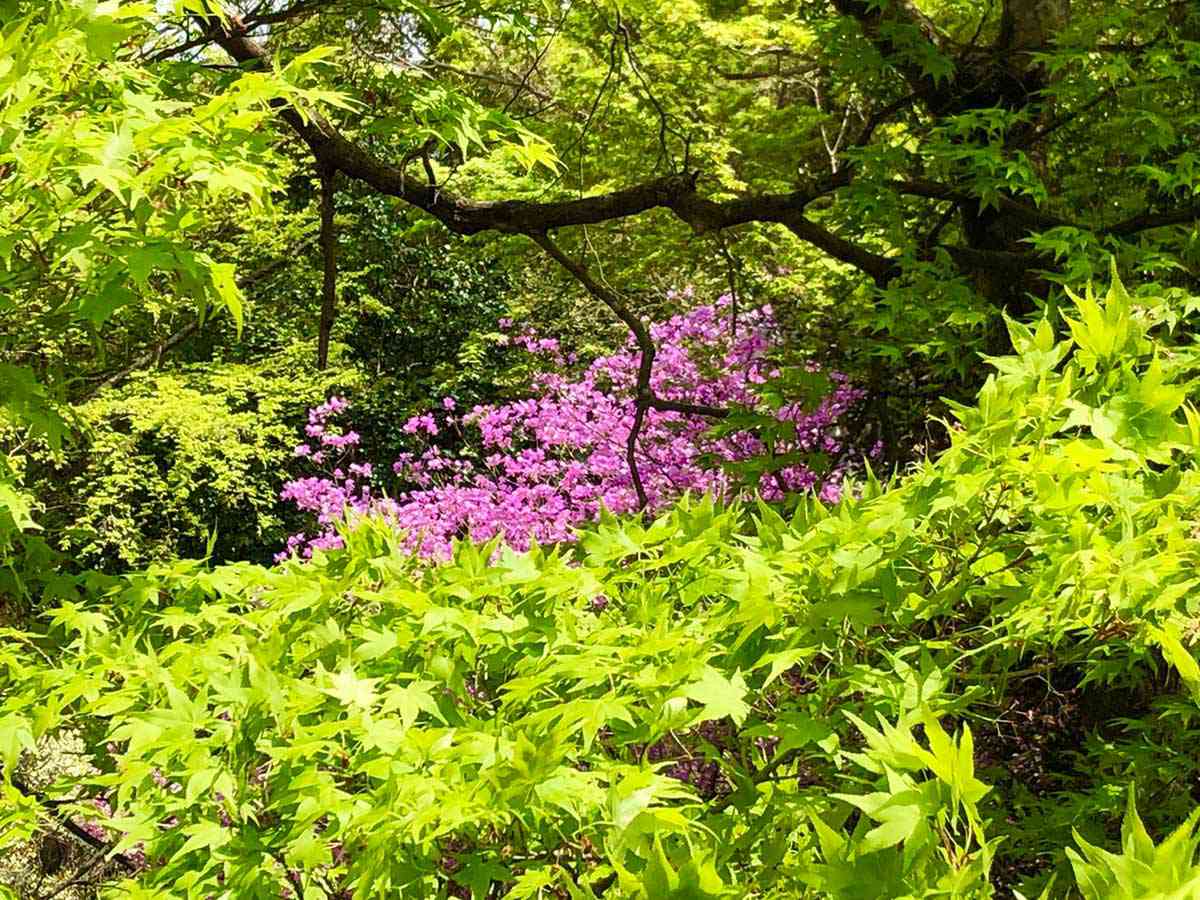 亀山公園の新緑とミツバツツジ