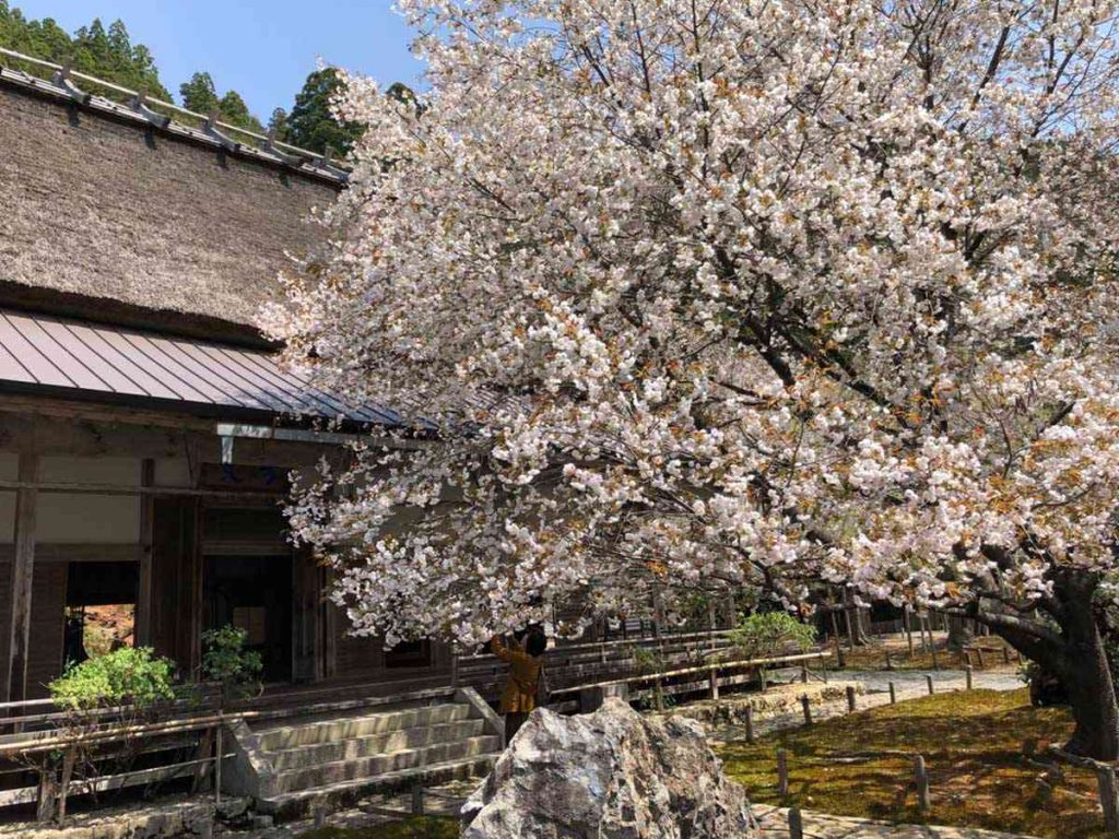 常照皇寺の御車返しの桜