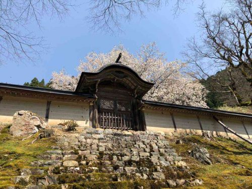 常照皇寺の御車返しの桜