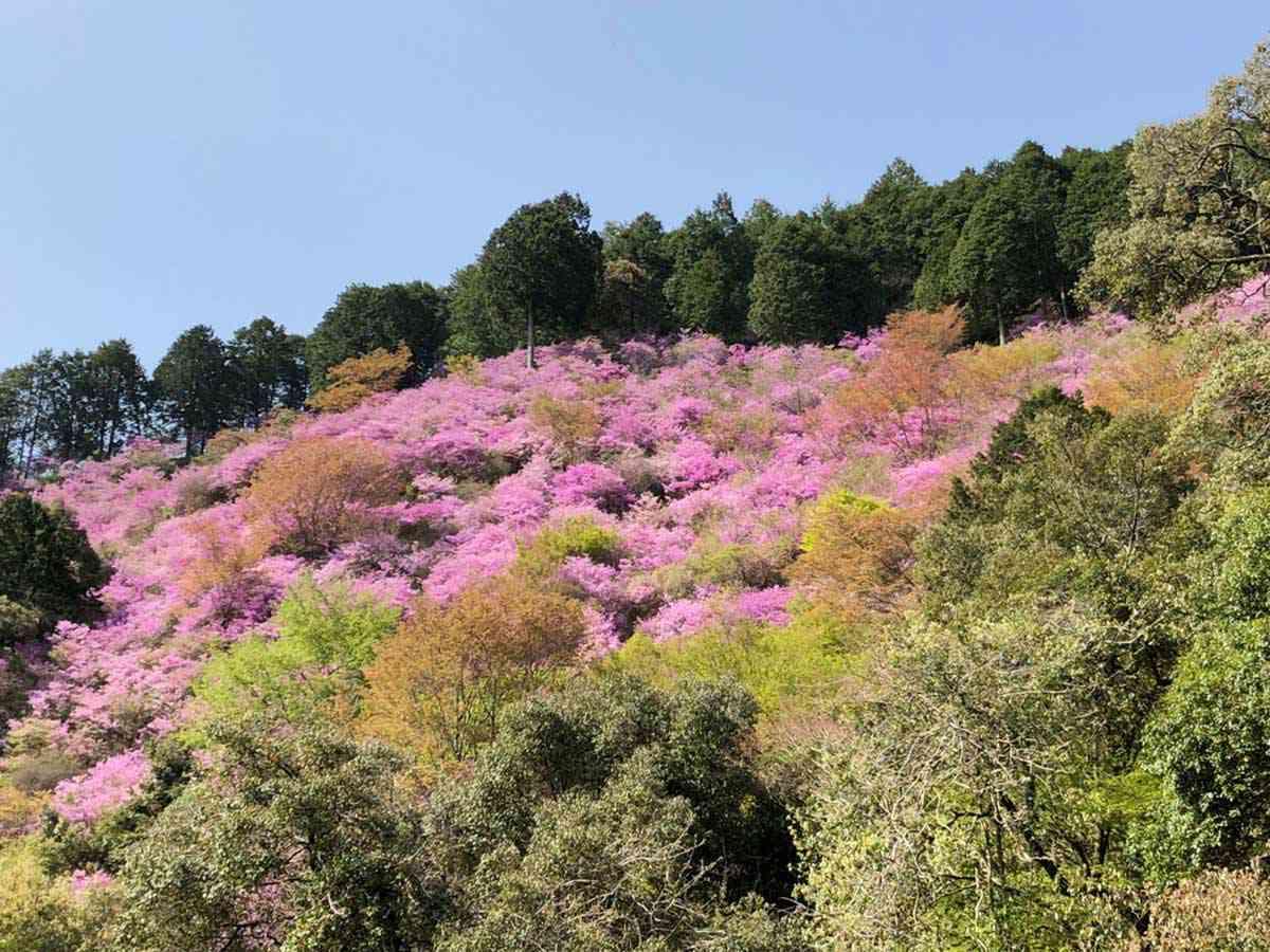 西明寺のミツバツツジ