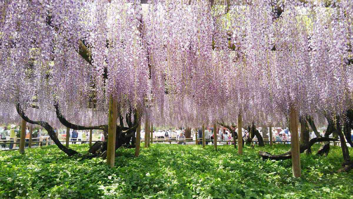 平等院のフジ