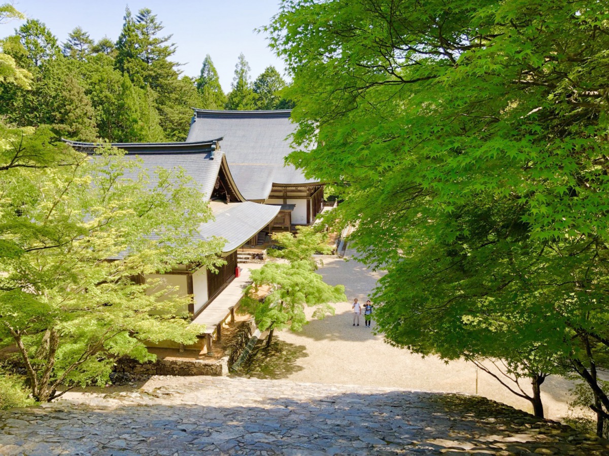 神護寺あおもみじ