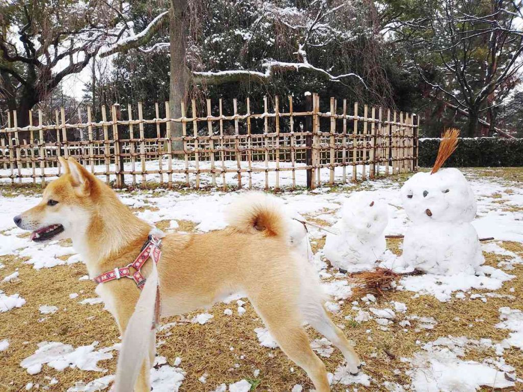 京都の雪景色