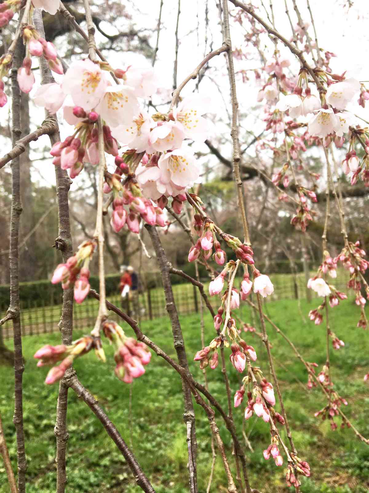 京都御苑　近衛の糸桜