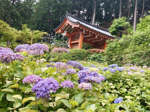 あじさい寺