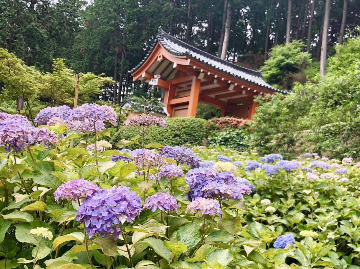 あじさい寺