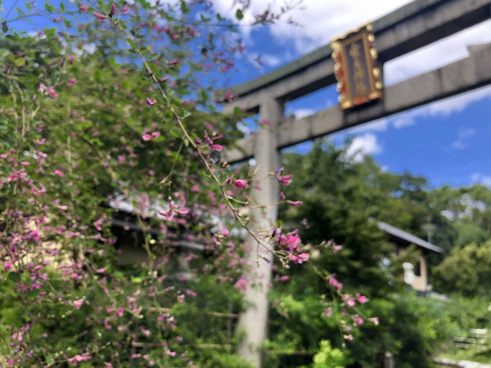 梨木神社の萩