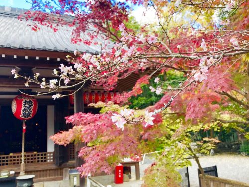 赤山禅院の不断桜