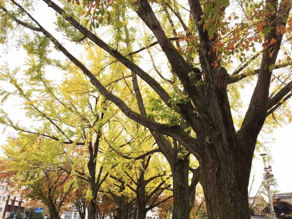 東本願寺周辺の紅葉