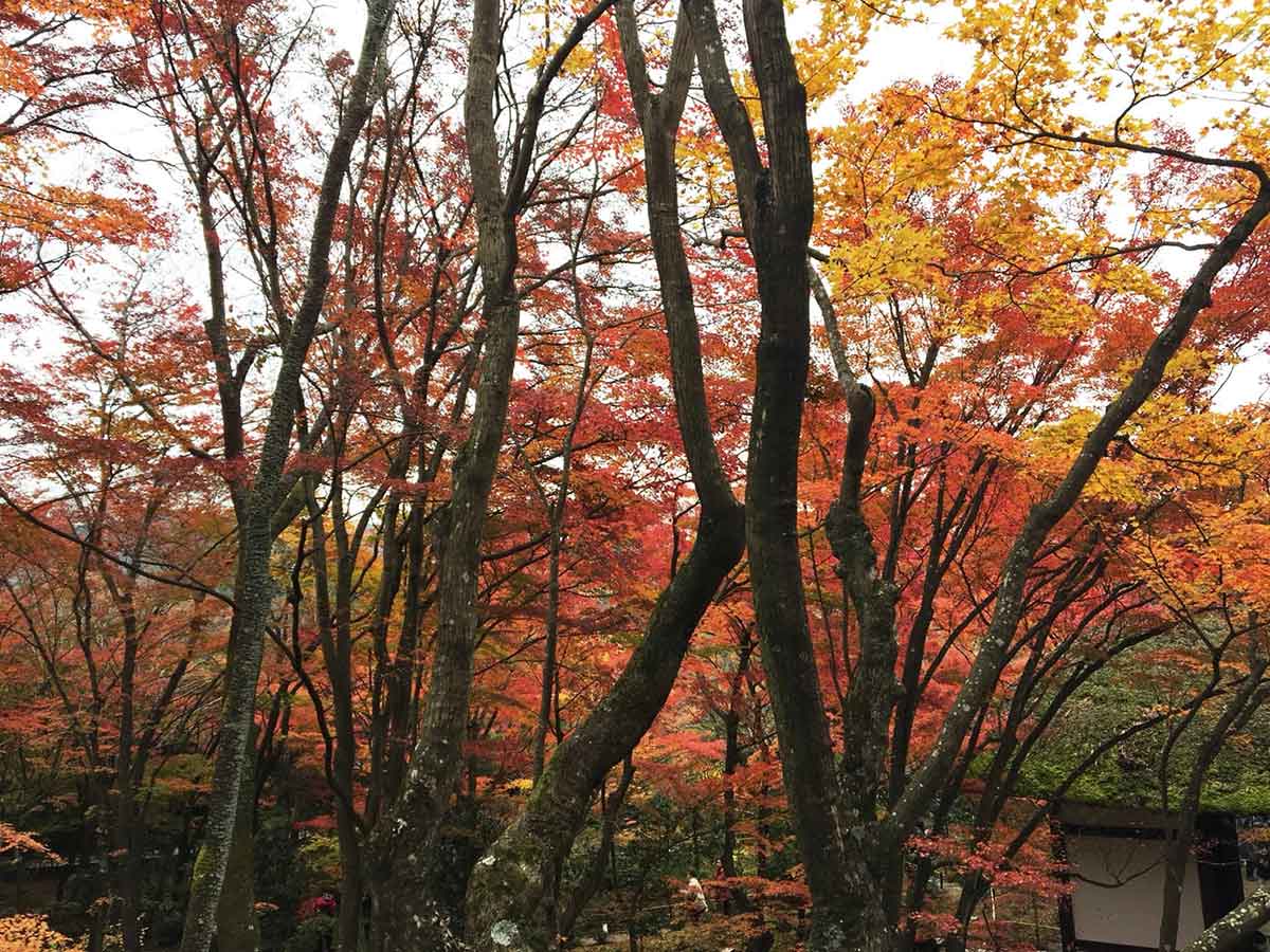 常寂光寺の紅葉