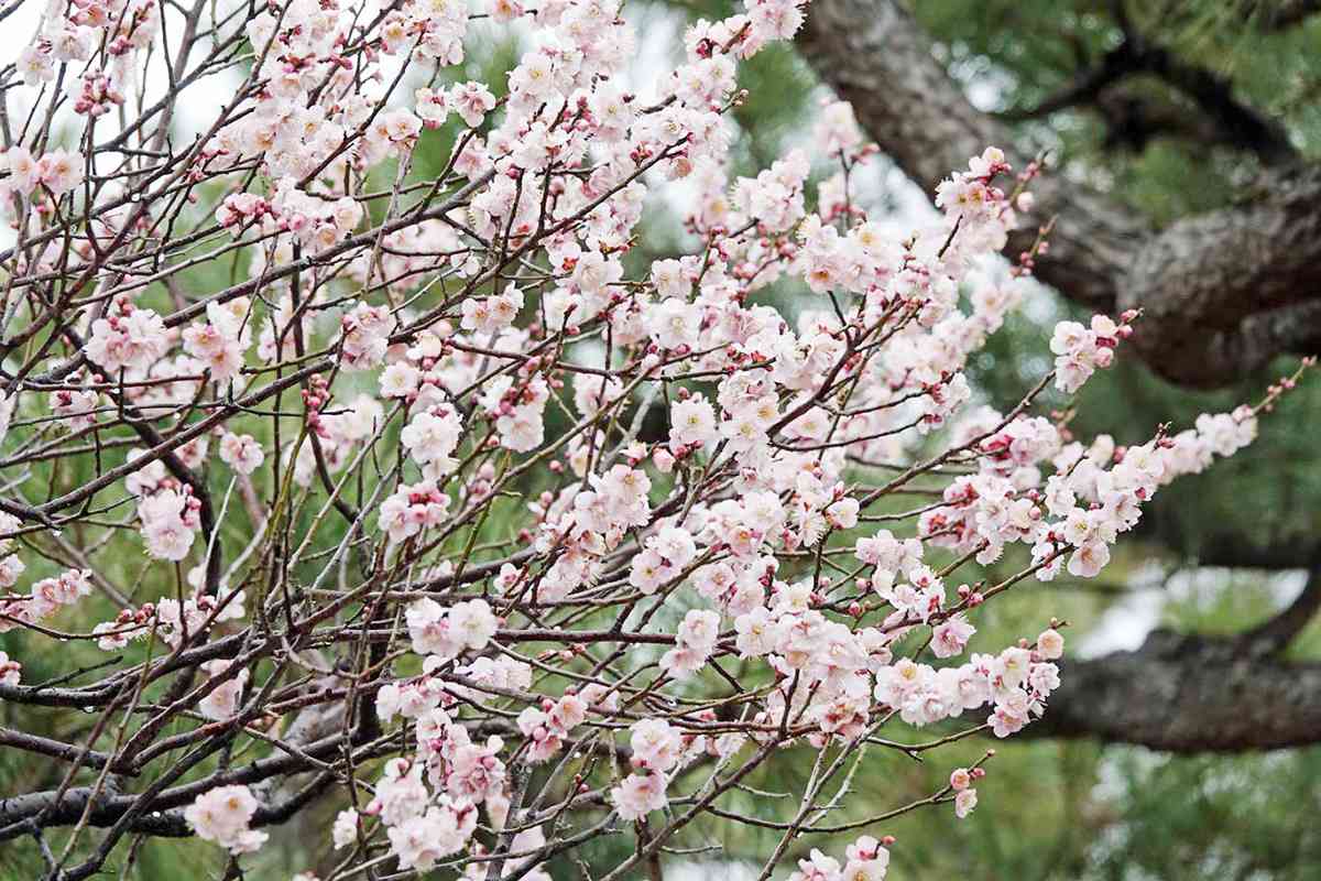 二条城の梅の花