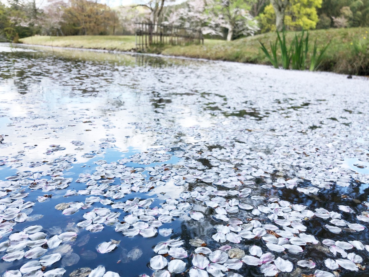 大覚寺の花筏 はないかだ 京都着物レンタル夢館