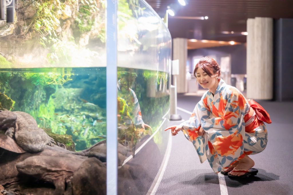 京都水族館　オオサンショウウオ　夜のデート　夢館浴衣レンタル